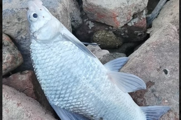 刺鮈是什么鱼？