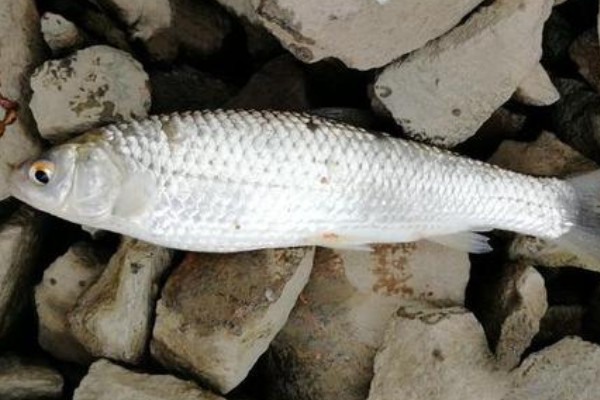 刺鮈是什么鱼？