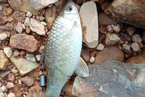 刺鮈是什么鱼？