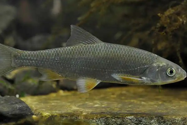 黄河雅罗鱼是什么鱼？