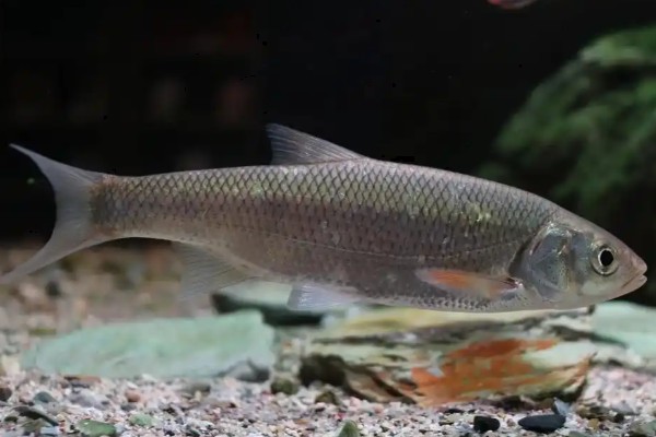 黄河雅罗鱼是什么鱼？