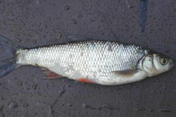 黄河雅罗鱼是什么鱼？