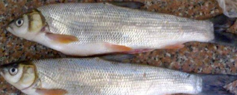 瓦氏雅罗鱼是什么鱼？