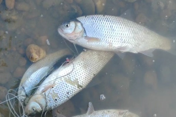 珠星雅罗鱼是什么鱼？