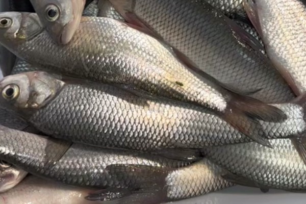 珠星雅罗鱼是什么鱼？