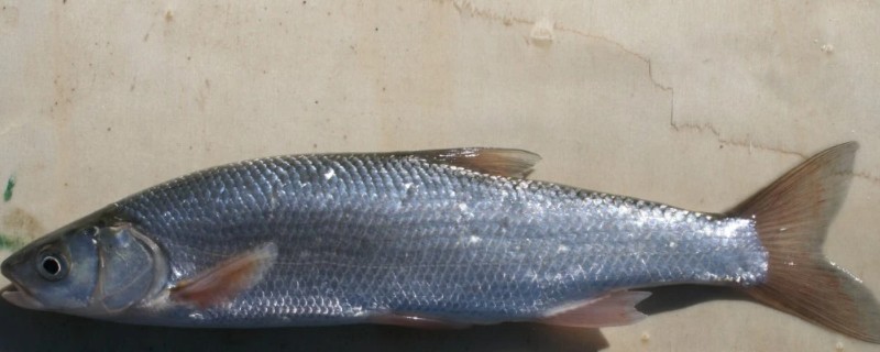 滩头雅罗鱼是什么鱼？