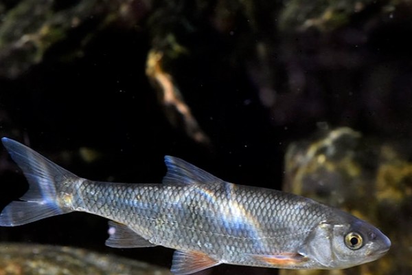 滩头雅罗鱼是什么鱼？