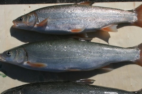 滩头雅罗鱼是什么鱼？