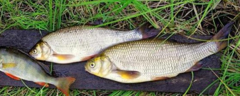 圆腹雅罗鱼是什么鱼？
