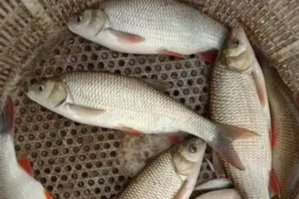 圆腹雅罗鱼是什么鱼？