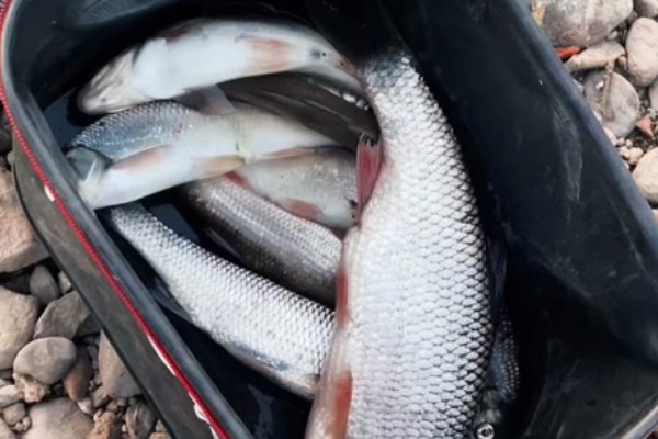 圆腹雅罗鱼是什么鱼？