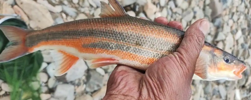 勃氏雅罗鱼是什么鱼？