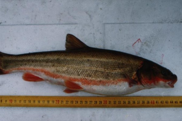 勃氏雅罗鱼是什么鱼？