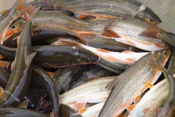 勃氏雅罗鱼是什么鱼？