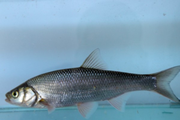 勃氏雅罗鱼是什么鱼？