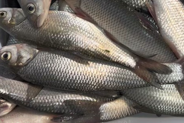 准噶尔雅罗鱼是什么鱼？