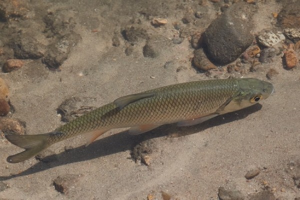 准噶尔雅罗鱼是什么鱼？