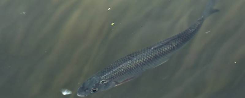 丹氏雅罗鱼是什么鱼？