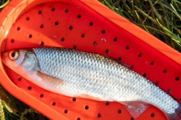 丹氏雅罗鱼是什么鱼？