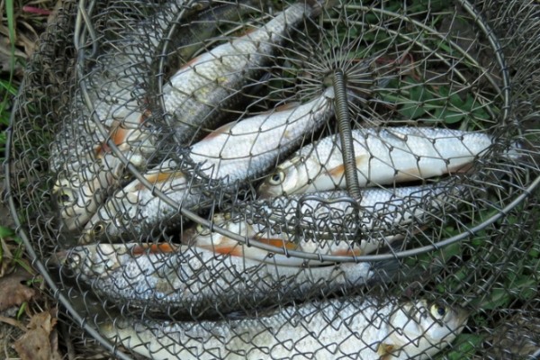 丹氏雅罗鱼是什么鱼？