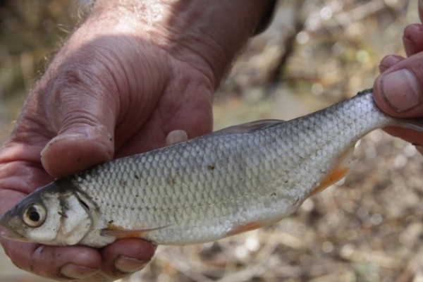 丹氏雅罗鱼是什么鱼？