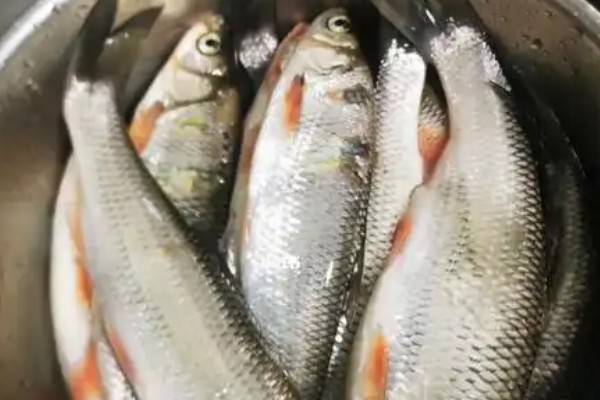 东北雅罗鱼是什么鱼？