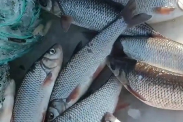 东北雅罗鱼是什么鱼？