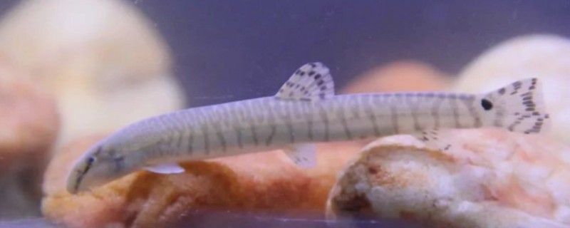 虎纹后鳍花鳅是什么鱼？