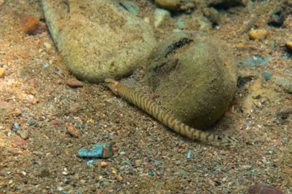 虎纹后鳍花鳅是什么鱼？