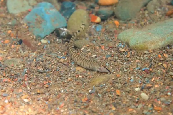 虎纹后鳍花鳅是什么鱼？