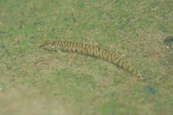 虎纹后鳍花鳅是什么鱼？