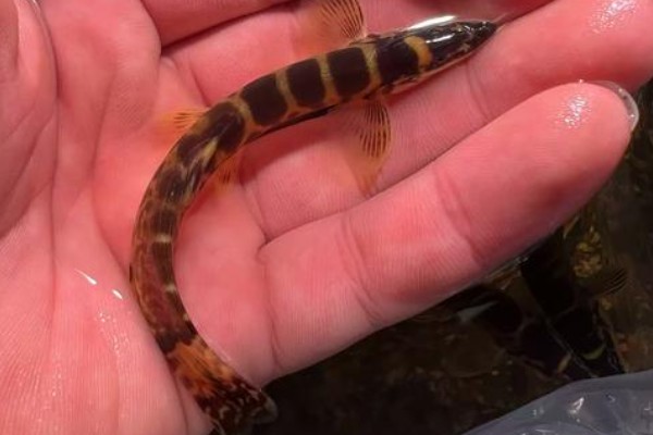 沙花鳅是什么鱼？