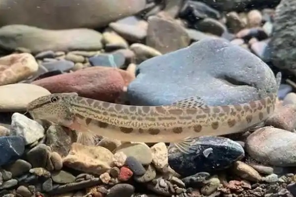 沙花鳅是什么鱼？