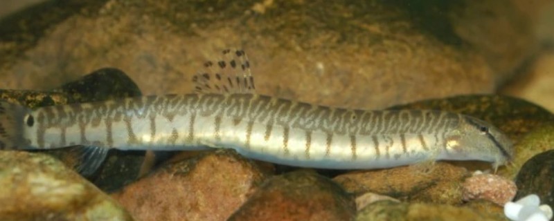 大斑花鳅是什么鱼？
