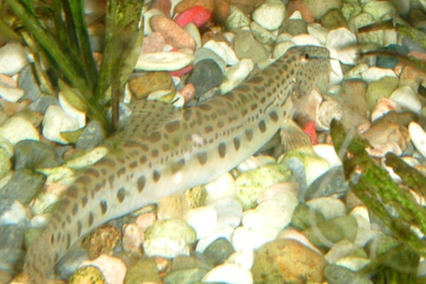 大斑花鳅是什么鱼？