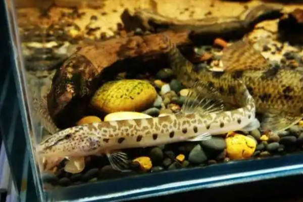 大斑花鳅是什么鱼？