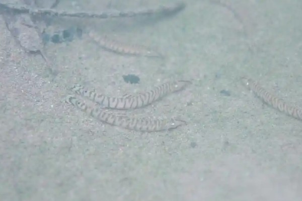 后鳍花鳅是什么鱼？