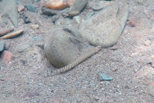 后鳍花鳅是什么鱼？