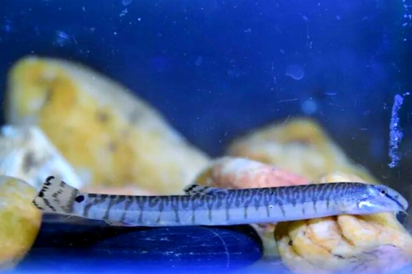 后鳍花鳅是什么鱼？