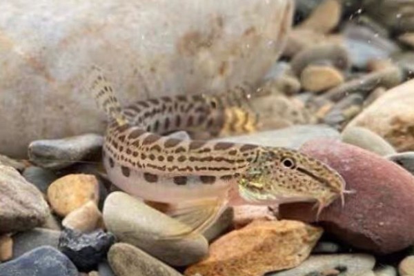 信江后鳍花鳅是什么鱼？