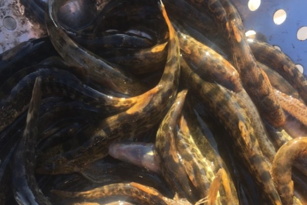 信江后鳍花鳅是什么鱼？