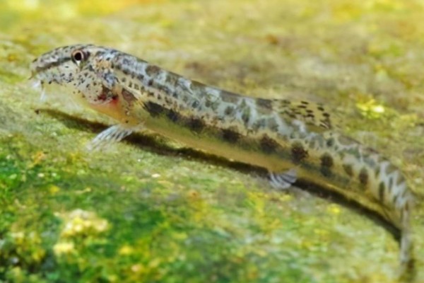 信江后鳍花鳅是什么鱼？