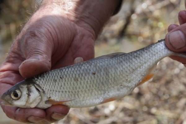贝加尔雅罗鱼是什么鱼？