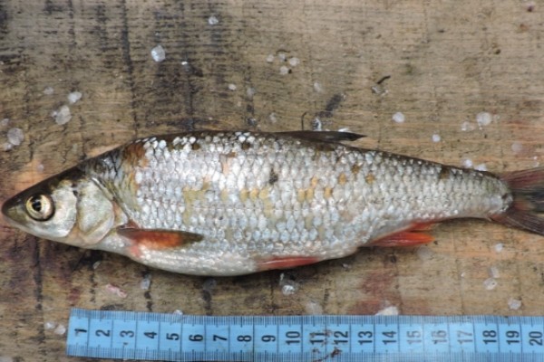 贝加尔雅罗鱼是什么鱼？