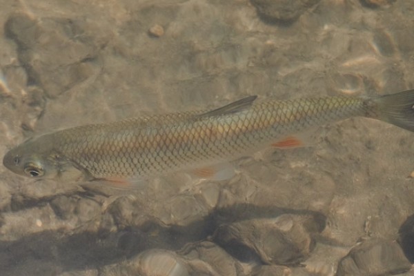 贝加尔雅罗鱼是什么鱼？