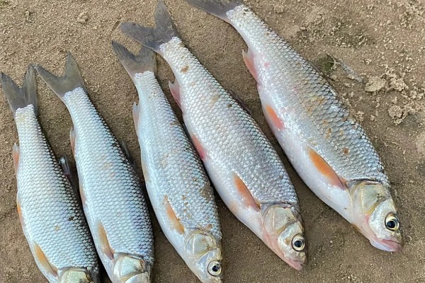 瓦氏雅罗鱼是什么鱼？