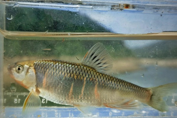 瓦氏雅罗鱼是什么鱼？