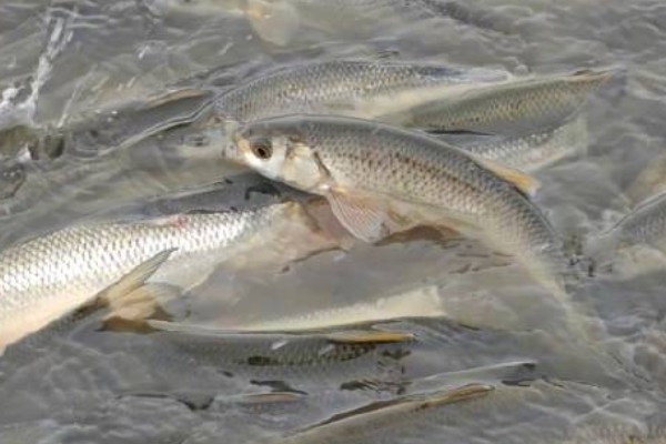 瓦氏雅罗鱼是什么鱼？