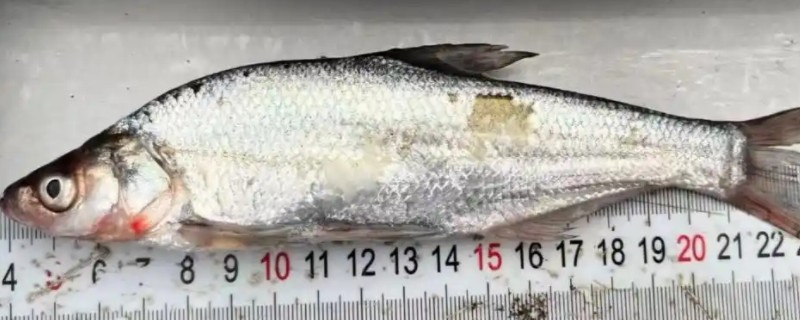 黑尾近红鲌是什么鱼？