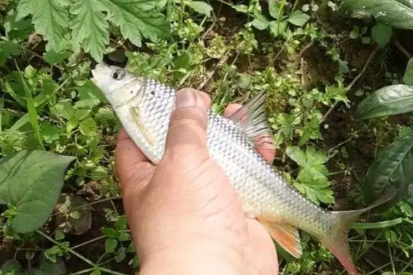 黑尾近红鲌是什么鱼？